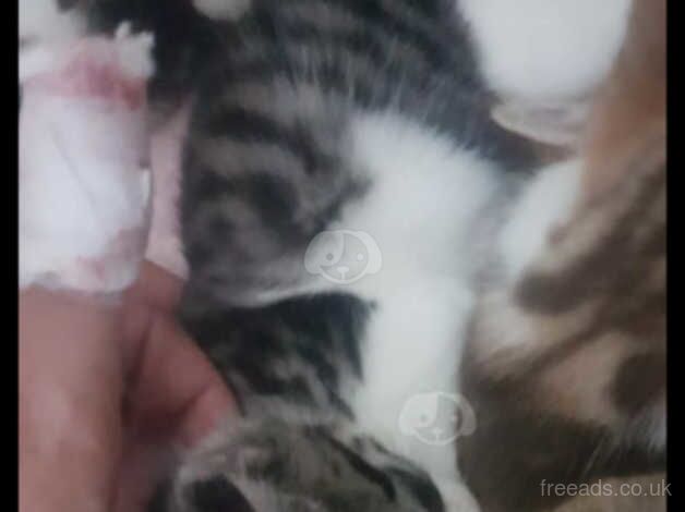 1 litlle kittens looking for home female for sale in Walthamstow, Waltham Forest, Greater London