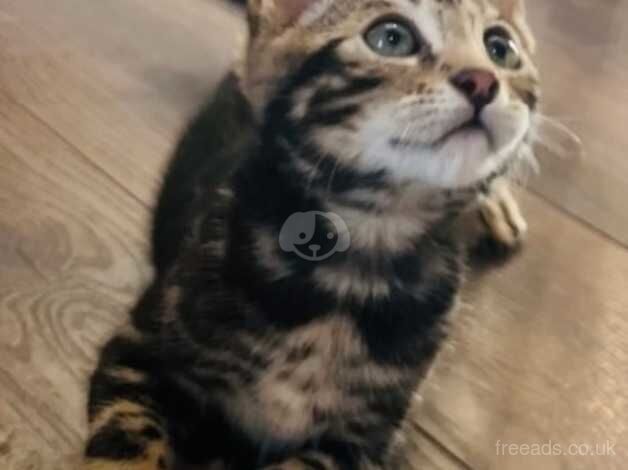 2 beautiful bengal kittens for sale in Brighton, East Sussex