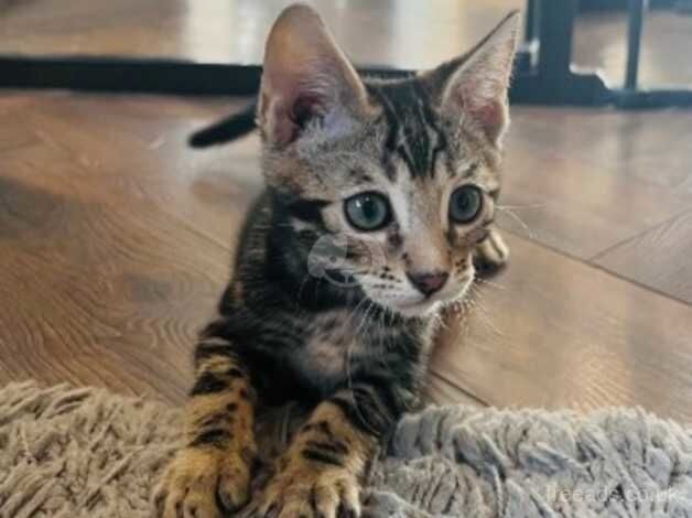 Bengal Kittens for sale in East Sussex