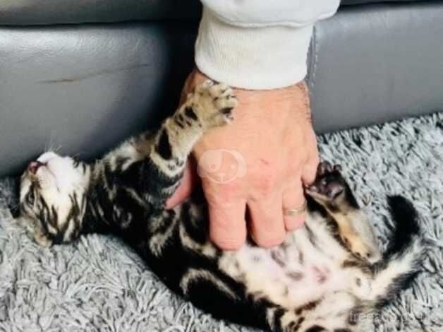 2 beautiful bengal kittens for sale in Brighton, East Sussex - Image 5