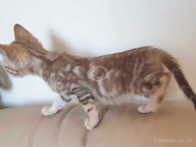 Bengal Kittens for sale in Carmarthenshire