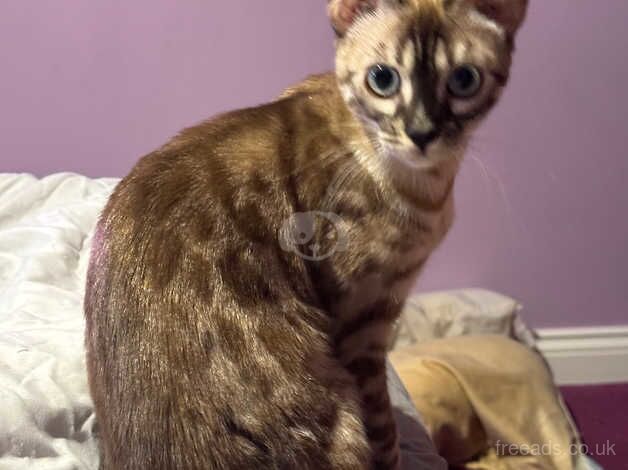 2 gorgeous sister bengals for sale in Poole, Dorset - Image 1