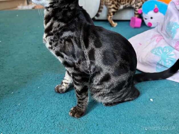 2 gorgeous sister bengals for sale in Poole, Dorset - Image 2