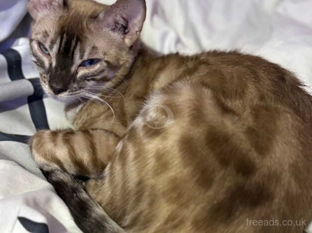 2 gorgeous sister bengals for sale in Poole, Dorset - Image 4