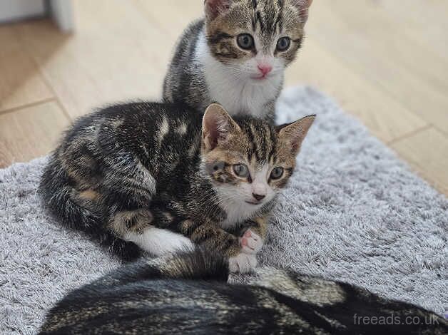 2 Gorgeous Tabby Boys Need a New Home for sale in Liverpool, Merseyside - Image 2