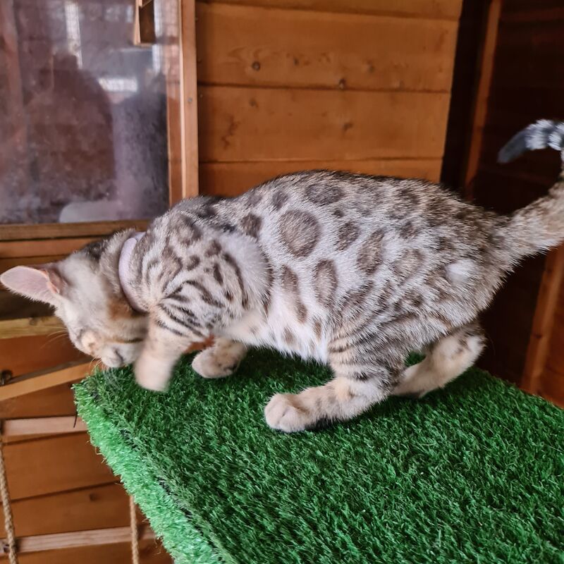 2 pedigree bengal boy kittens for sale in Manningtree, Essex - Image 1