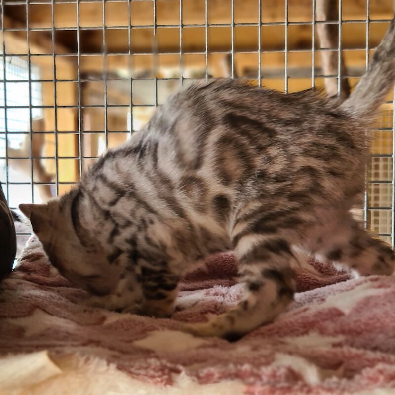 Bengals for sale in Manningtree, Essex