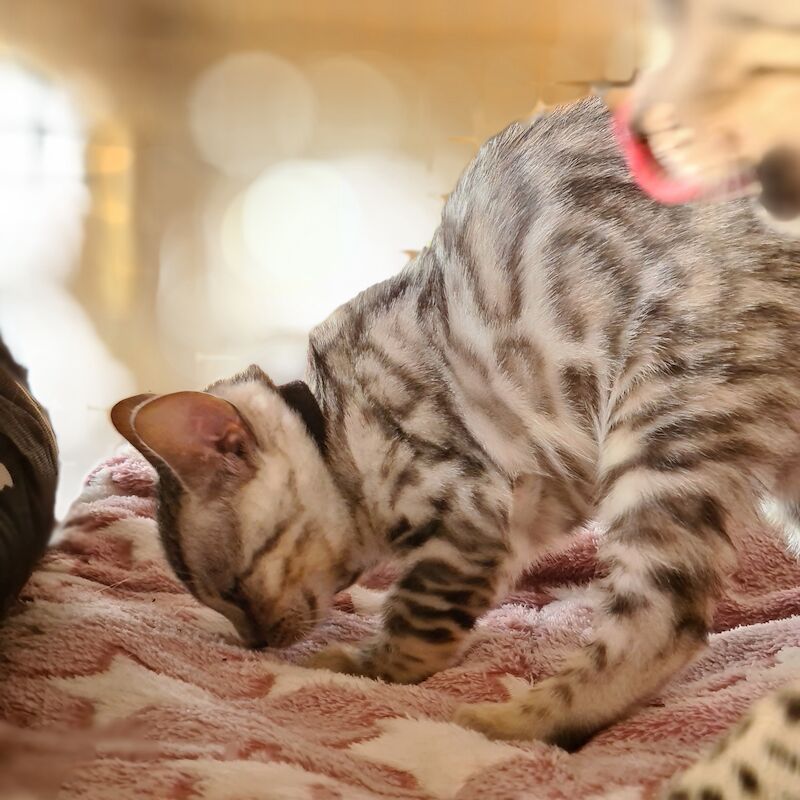 Bengal Kittens for sale in Essex