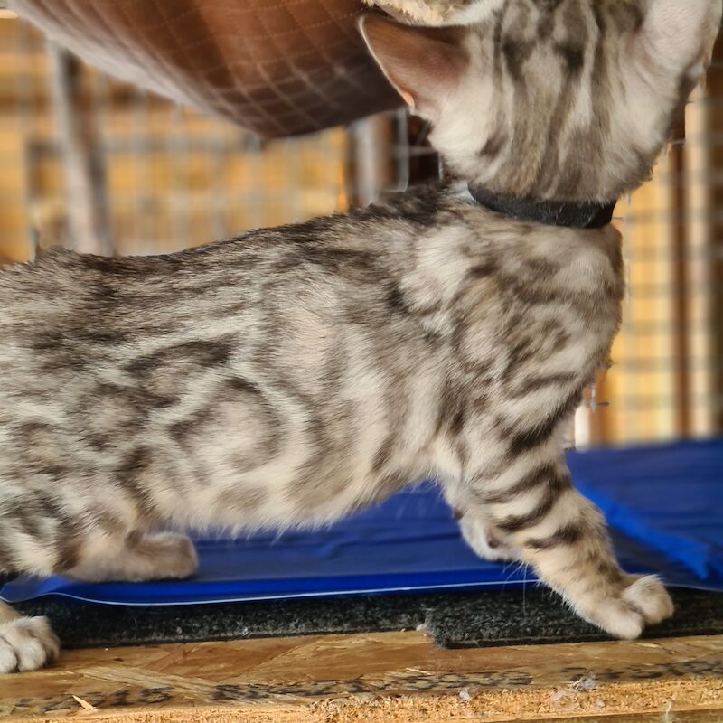 Bengal Kittens for sale