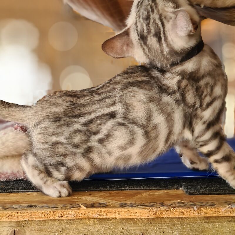 2 pedigree bengal boy kittens for sale in Manningtree, Essex - Image 5