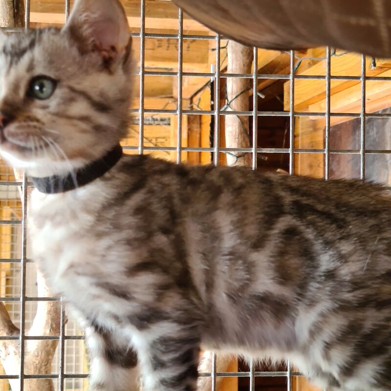 2 pedigree bengal boy kittens for sale in Manningtree, Essex - Image 6