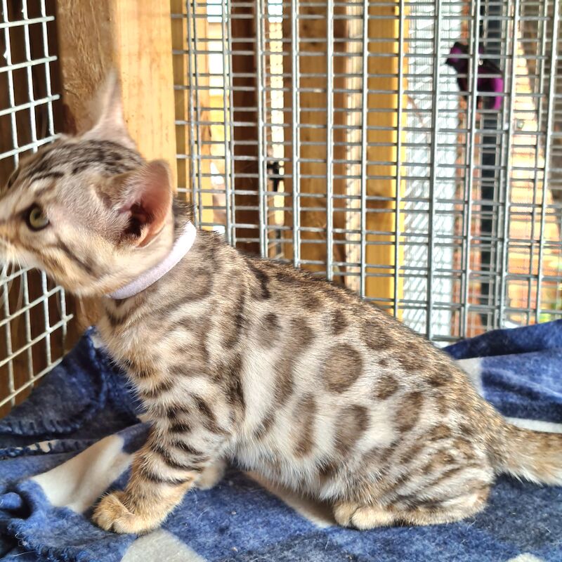 2 pedigree bengal boy kittens for sale in Manningtree, Essex - Image 7