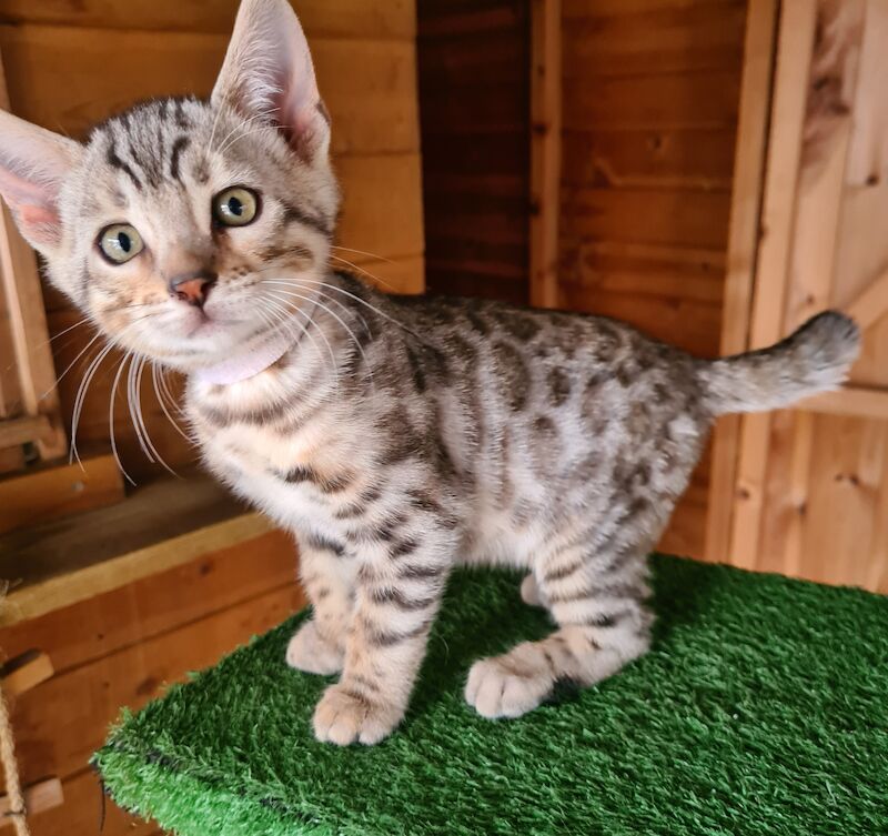 2 pedigree bengal boy kittens for sale in Manningtree, Essex - Image 8