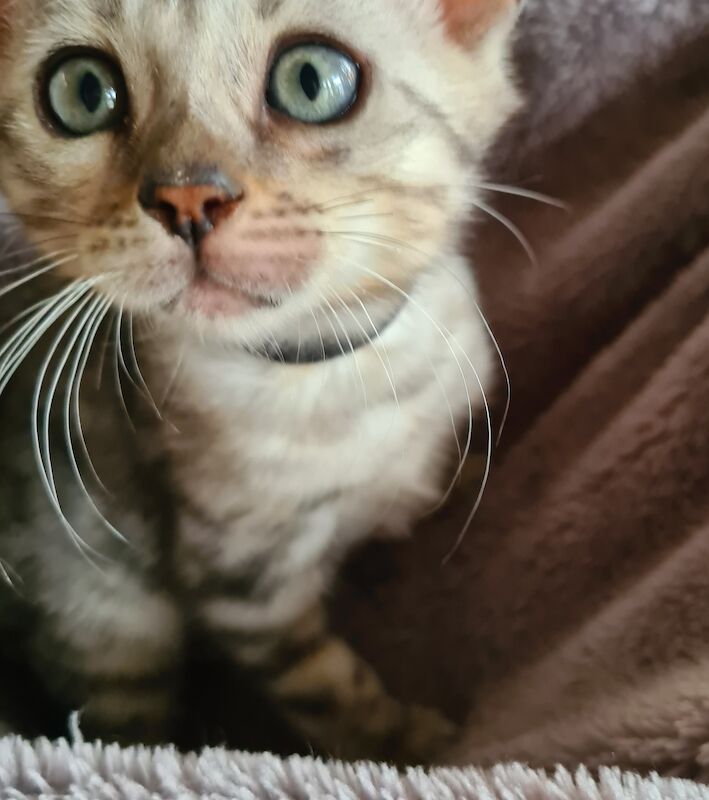 2 pedigree bengal boy kittens for sale in Manningtree, Essex - Image 9