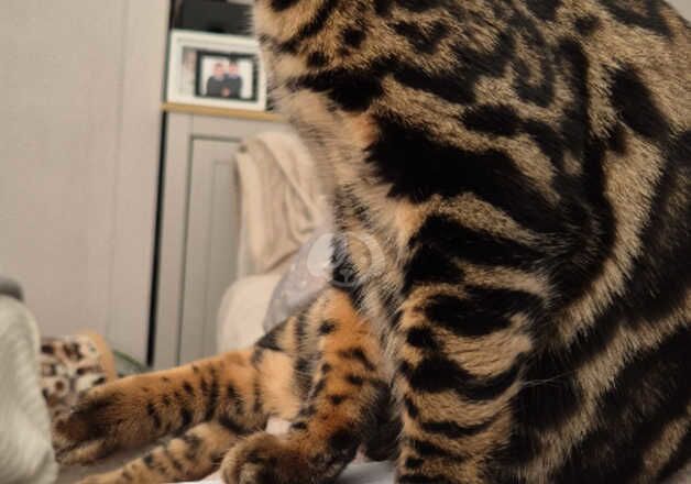 2 TICA bengals male and female for sale in Ashton-Under-Lyne, Greater Manchester