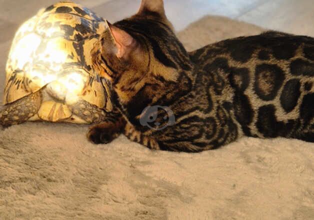 2 TICA bengals male and female for sale in Ashton-Under-Lyne, Greater Manchester - Image 2