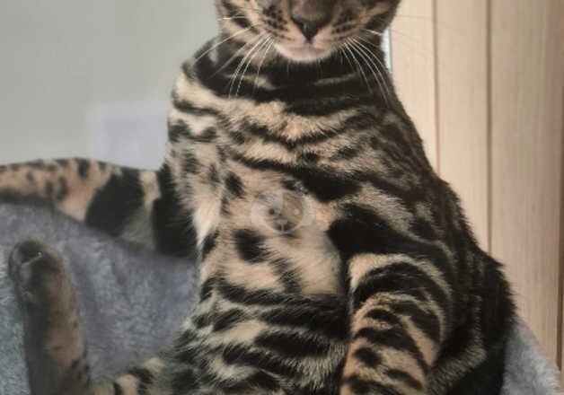 Bengal Kittens for sale in Greater Manchester