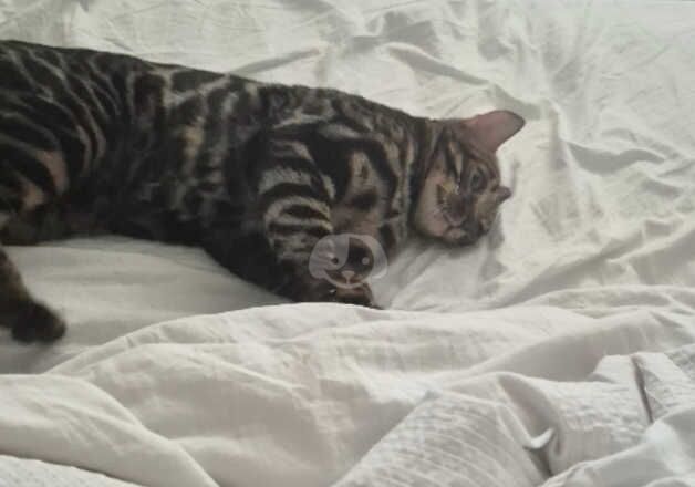 Bengal Kittens for sale