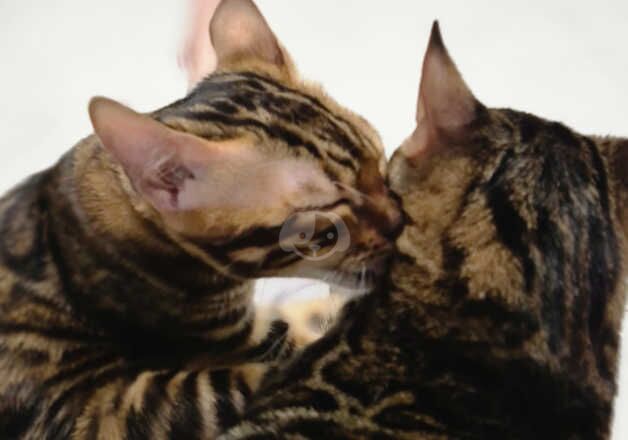 2 TICA bengals male and female for sale in Ashton-Under-Lyne, Greater Manchester - Image 5