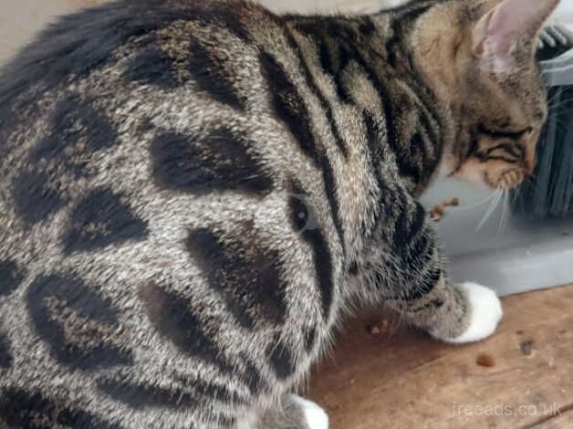 2 x bengal females for sale in Tamworth, Staffordshire