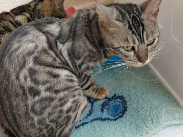 2 x bengal females for sale in Tamworth, Staffordshire - Image 2