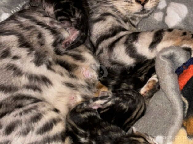 2 x bengal females for sale in Tamworth, Staffordshire - Image 4