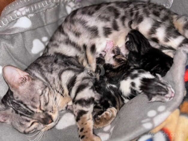 2 x bengal females for sale in Tamworth, Staffordshire - Image 5