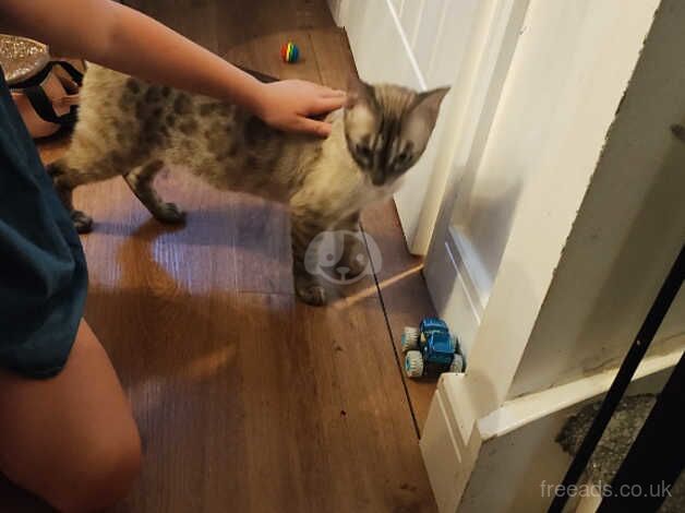 2 year old snow Bengal girl for sale in Alresford, Essex - Image 1