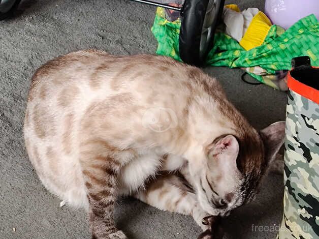 2 year old snow Bengal girl for sale in Alresford, Essex - Image 2