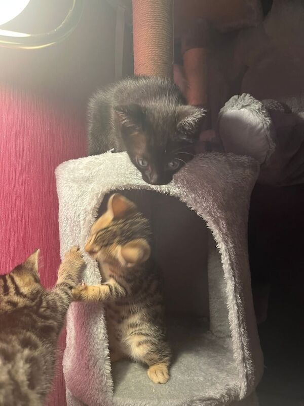 3 beautiful bengal kittens for sale in Eccles, Greater Manchester