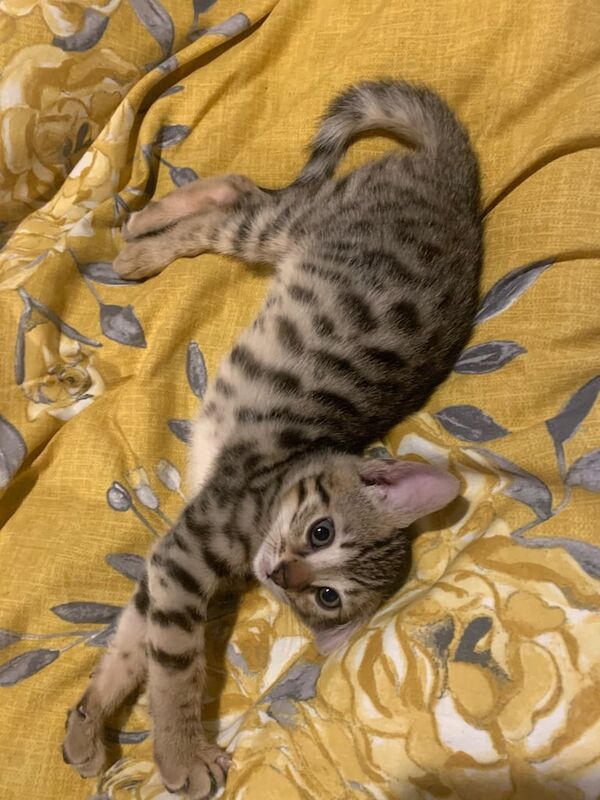 3 beautiful bengal kittens for sale in Eccles, Greater Manchester - Image 3