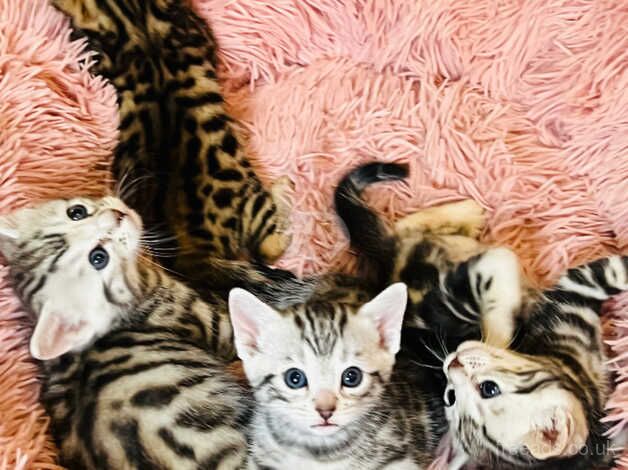 3 beautiful girl bengal kittens for sale in Brighton, East Sussex