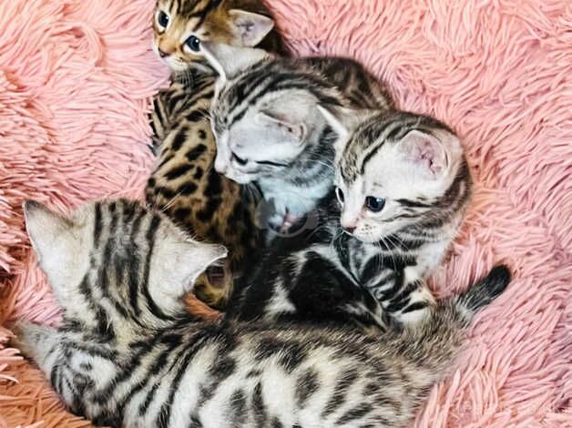 Bengals for sale in Brighton, East Sussex