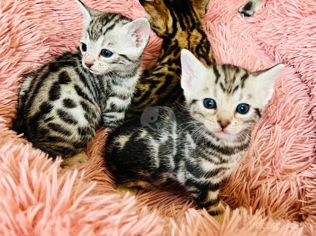 Bengal Kittens for sale in East Sussex