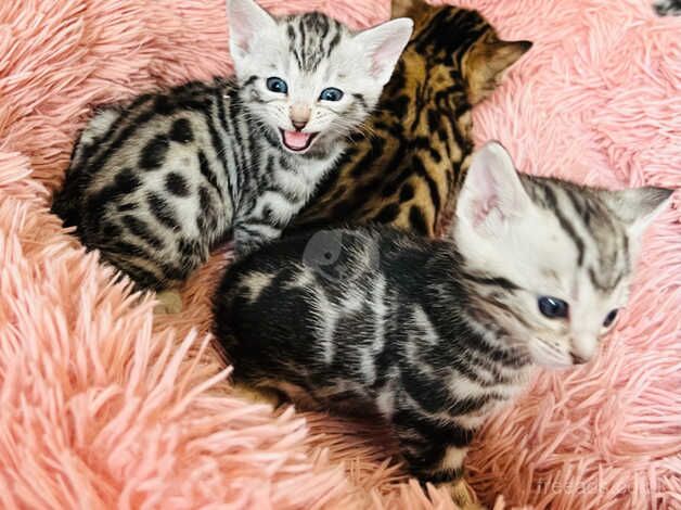 Bengal Kittens for sale