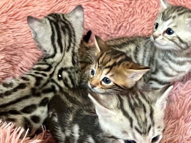 3 beautiful girl bengal kittens for sale in Brighton, East Sussex - Image 5