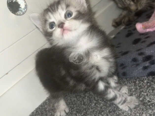 3 beautiful kittens for sale in Carterton, Oxfordshire - Image 1