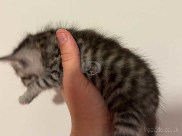 Bengals for sale in Carterton, Oxfordshire