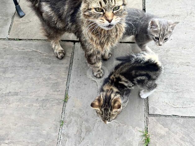 3 begal cross kittens 8 weeks old for sale in Carlisle, Cumbria - Image 1