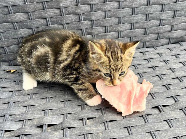 3 begal cross kittens 8 weeks old for sale in Carlisle, Cumbria - Image 2