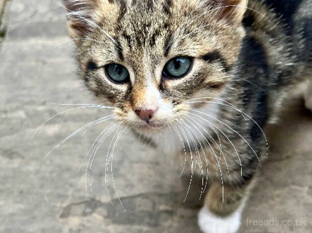 Bengal Kittens for sale