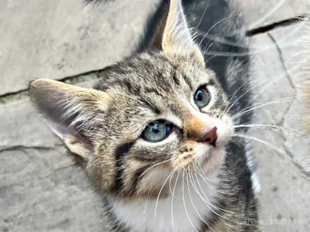 3 begal cross kittens 8 weeks old for sale in Carlisle, Cumbria - Image 5