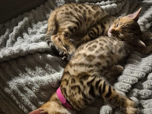 3 bengal girls for sale in Portsmouth, Hampshire - Image 1