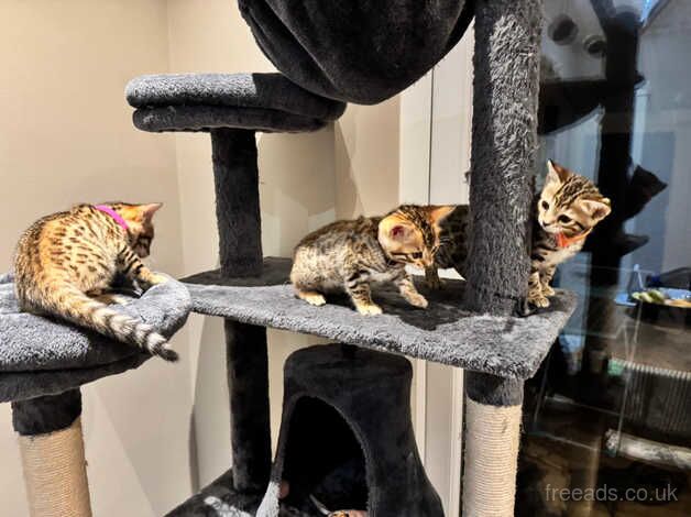 3 bengal girls for sale in Portsmouth, Hampshire - Image 3