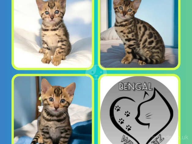 3 brown bengal boys for sale in Salford, Greater Manchester - Image 1