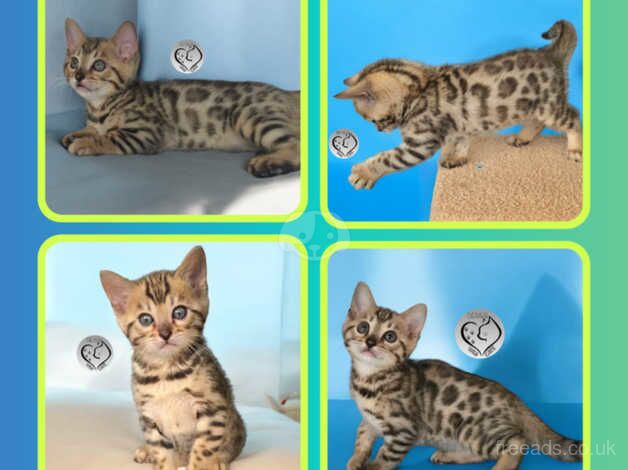 3 brown bengal boys for sale in Salford, Greater Manchester - Image 2