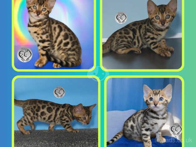 3 brown bengal boys for sale in Salford, Greater Manchester - Image 3