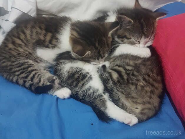 3 little kittens looking for home and family for sale in Walthamstow, Waltham Forest, Greater London - Image 1