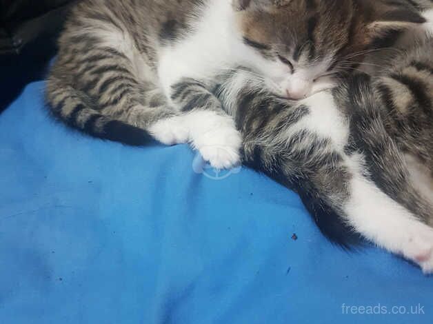 3 little kittens looking for home and family for sale in Walthamstow, Waltham Forest, Greater London - Image 5