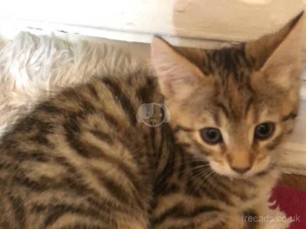 4 Bengal kittens full breed for sale in Bradford, West Yorkshire